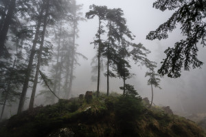 nebbia nel bosco (1 von 1)